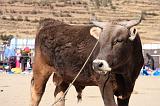 PERU - Mercado de los toros - 06